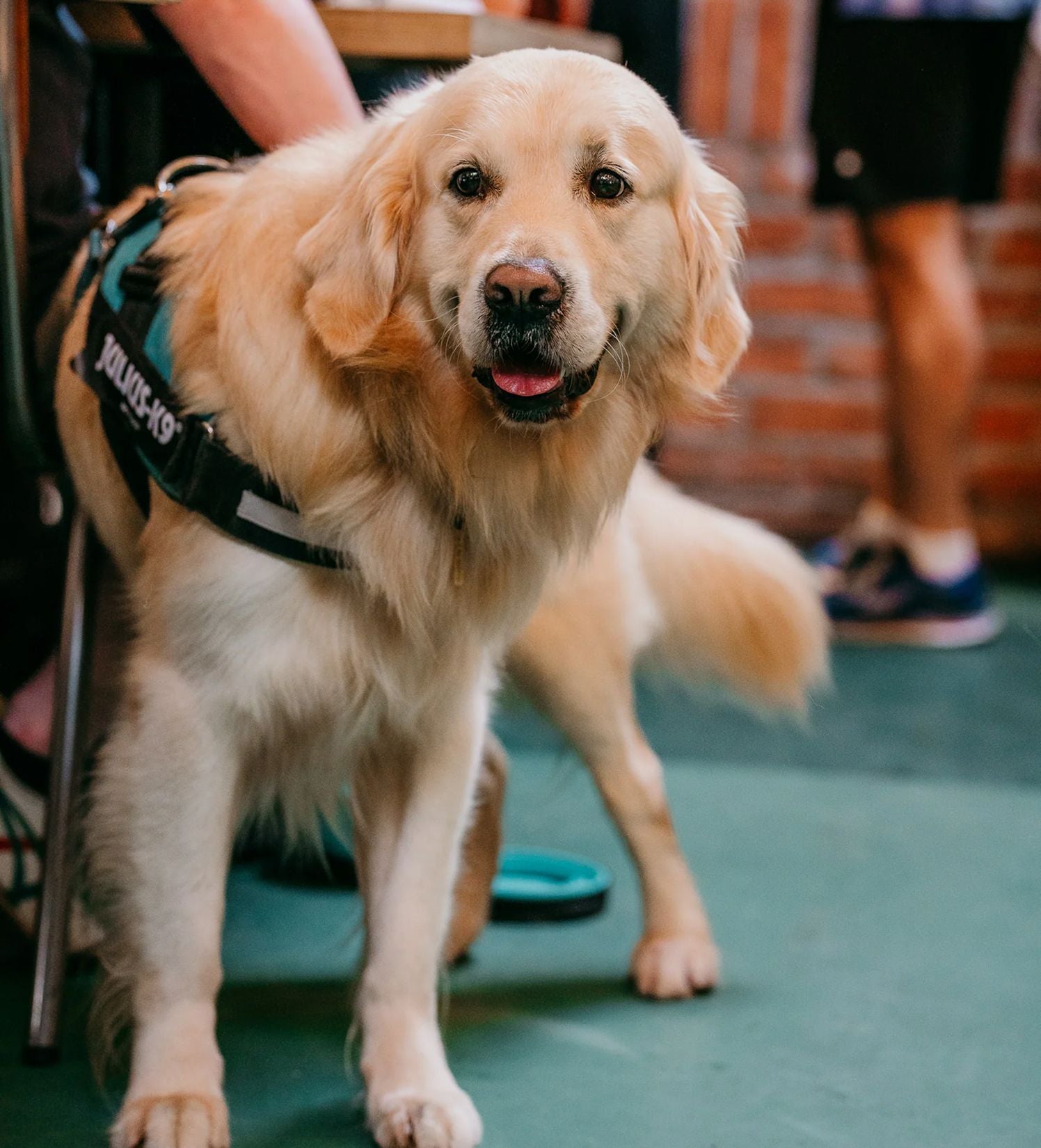 Dogs love beer too